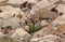 Small blue flowers bluebells on a background of granite stones