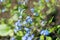 Small blue flowers of Brunnera macrophylla