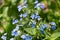 Small blue flowers of Brunnera macrophylla