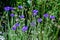 Small blue flowers of Centaurea montana, commonly known as perennial cornflower, mountain cornflower, bachelor`s button, montane k