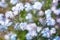 Small blue flowers forget-me-not the field, toning