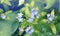 Small blue flowers forget-me-nots in the field. Meadow plant background. Close-up