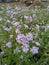 Small blue flowers in a garden