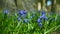 Small blue flowers in a grass