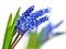 Small blue flowers Muscari Hyacinth
