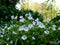 Small blue flowers in a park