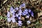 Small blue flowers in the spring against last year`s foliage