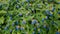 Small blue flowers viper`s bugloss, blueweed, green foliage grows on flowerbed in garden, summer herbs. Sun