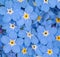 Small blue forget-me-not flowers background