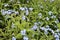 Small blue forget-me-not flowers. Overgrown forget-me-nots. Selective focus. Abstract summer background