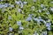 Small blue forget-me-not flowers. Overgrown forget-me-nots. Selective focus, blurred backdrop. summer background