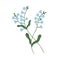 Small blue forget-me-not flowers on stem with leaves. Delicate blooming forgetmenots. Botanical floral element. Colorful