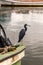 Small Blue Heron on a boat in Castries Harbour St Lucia