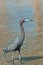 Small blue heron, seabird walking a shoreline at tropical marina