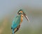 Small Blue Kingfisher (Alcedo atthis)