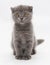 Small blue kitten Scottish Fold sits right, looking into the dis