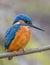 Small blue and orange River kingfisher perched on a thin, barren tree branch in natural environment