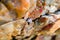 Small blue seashell nestling against rock on beach