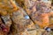 Small blue seashells nestling against rock on beach