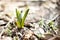 Small blue snowdrop with a place under the inscription.