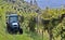 Small blue tractor with trailer engaged in the maintenance of the vineyards on the side of a hill in Italy, on a late summer day.