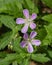 Small Blue Wildflowers