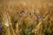Small blue wildflowers in the middle of mature spikelets of barley in a Ukrainian field