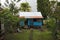 Small blue wooden house in the city of tortuguero, costa rica