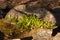 Small blueberry twigs and rock in warm sunlight