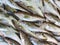 Small bluefish on the counter fish shop