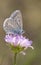 Small blueish butterfly on flower