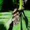 Small boa constrictor in Costa Rican Rainforest