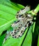 Small boa constrictor in Costa Rican Rainforest