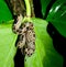 Small boa constrictor in Costa Rican Rainforest