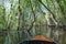 Small boat sailing on mangroves green water