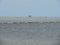 Small boat sailing in sea with mangrove forest in back.