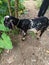 small-bodied Javanese goat