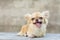 Small body brown chihuahua dog sitting on wood table