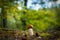 Small boletus mushroom grows in wood