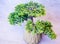 Small bonsai conifer in a pot on