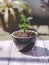 Small bonsai plant in a black pot