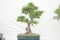 small bonsai tree in a ceramic pot Cascade style