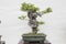 small bonsai tree in a ceramic pot Cascade style