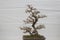 small bonsai tree in a ceramic pot Cascade style