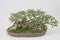 small bonsai tree in a ceramic pot Cascade style