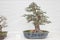 small bonsai tree in a ceramic pot Cascade style