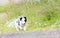 Small Border Collie puppy on a farm