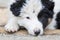 Small Border Collie puppy on a farm,resting