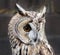 Small Boreal Owl