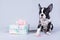 A small Boston Terrier puppy dog sits in beads and with a fancy box with a bow like a fashionable girl
